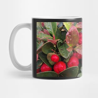 Peaceful Red Christmas Berries in the Winter Rain Mug